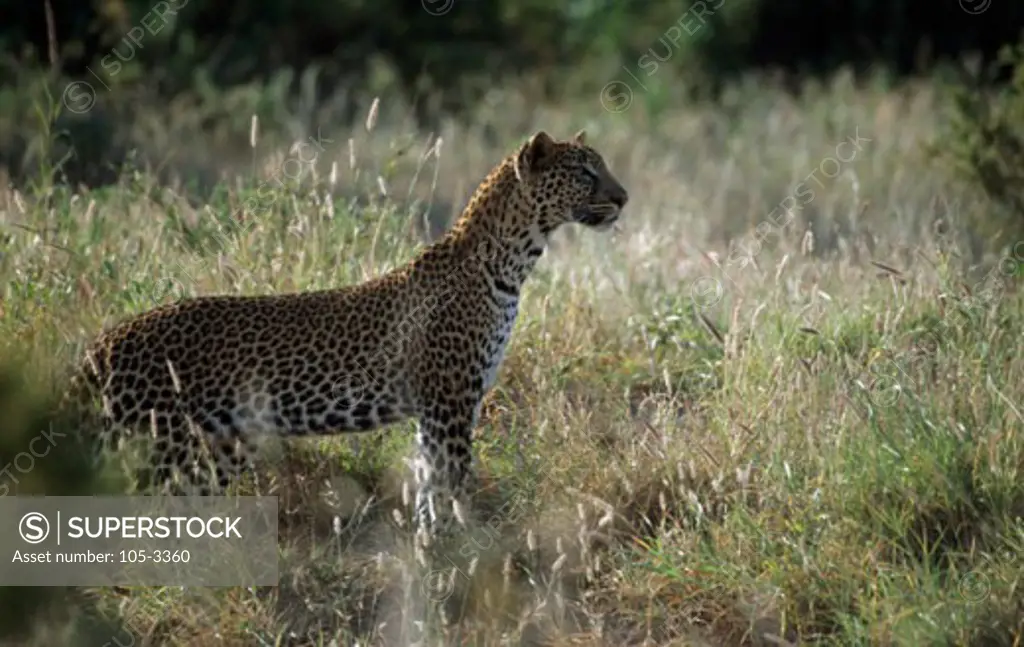 Leopard Samburu Game Reserve Kenya