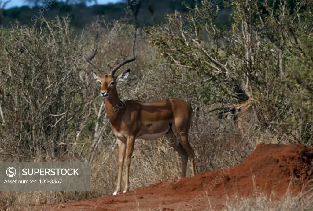 Impala Tsavo East National Park Kenya