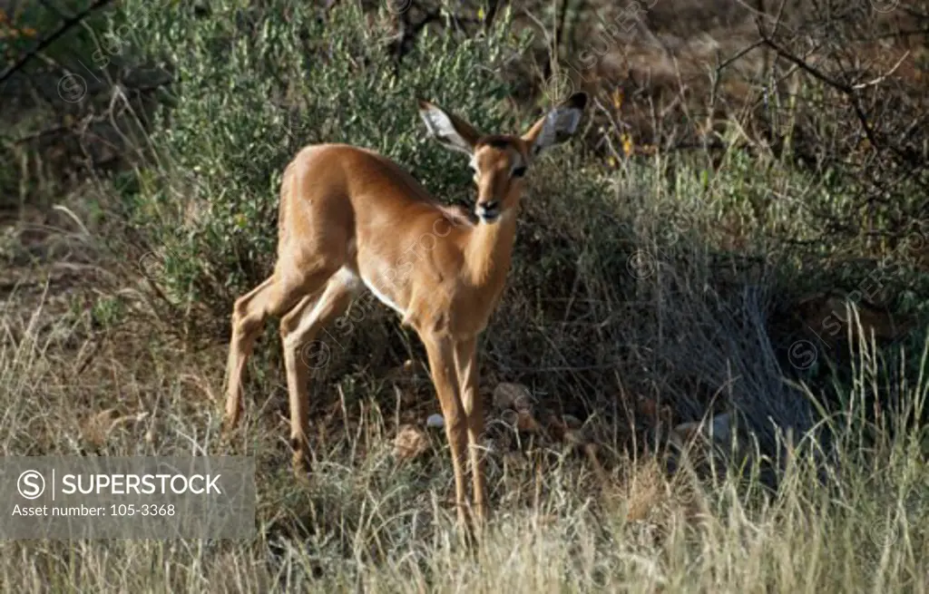 Impala Samburu Game Reserve Kenya