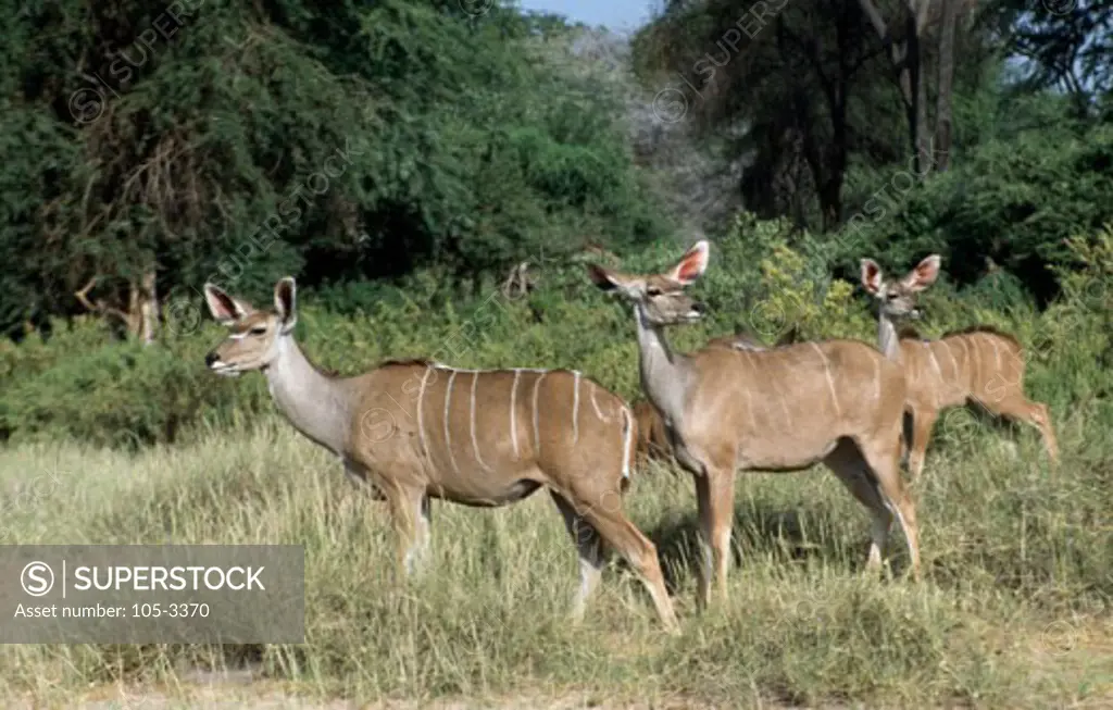 Greater Kudu Samburu Game Reserve Kenya