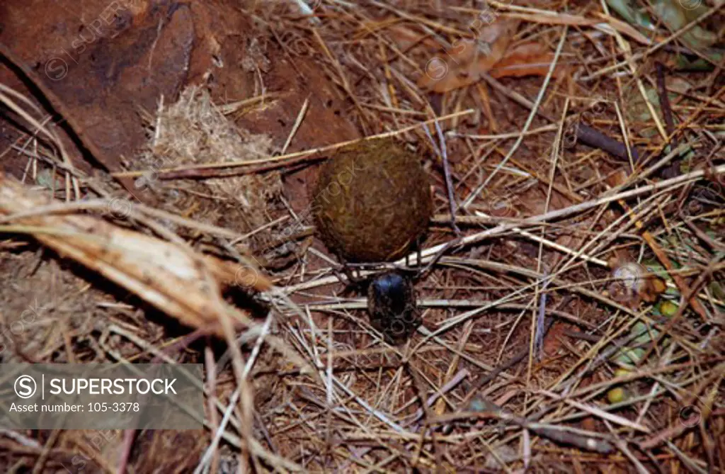 Dung Beetle Tsavo East National Park Kenya