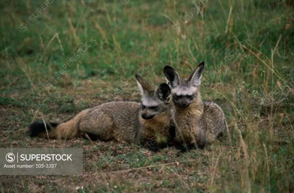 Bat-eared Foxes Masai Mara Game Reserve Kenya
