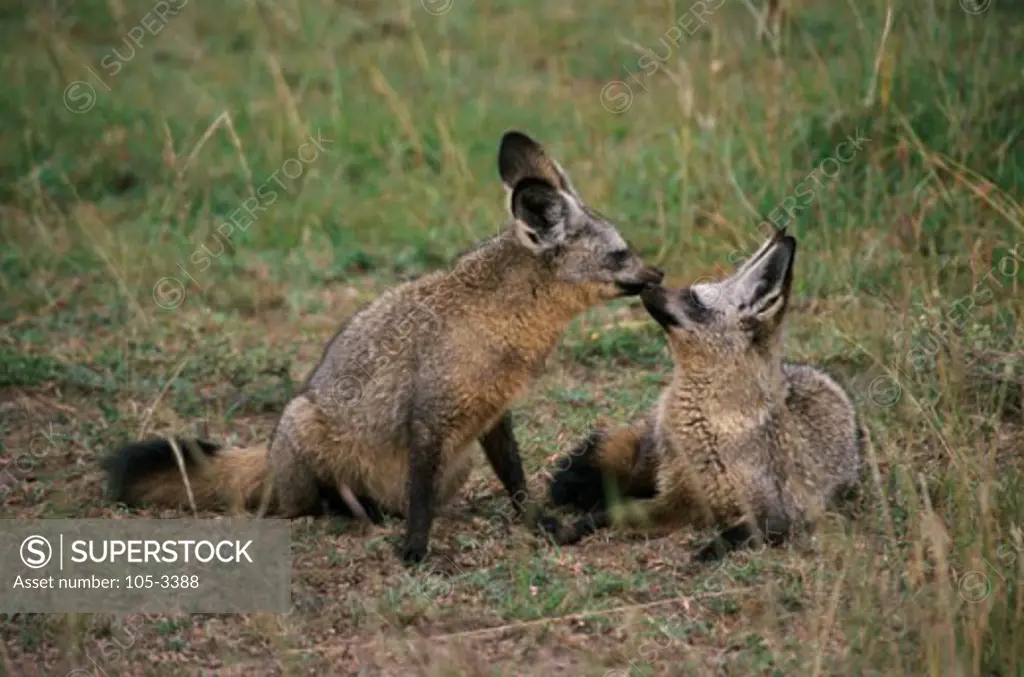 Bat-eared Foxes Masai Mara Game Reserve Kenya