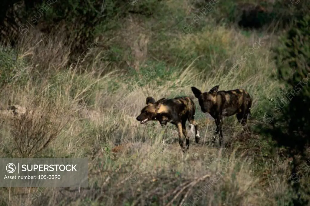 African Wild Dogs Samburu Game Reserve Kenya