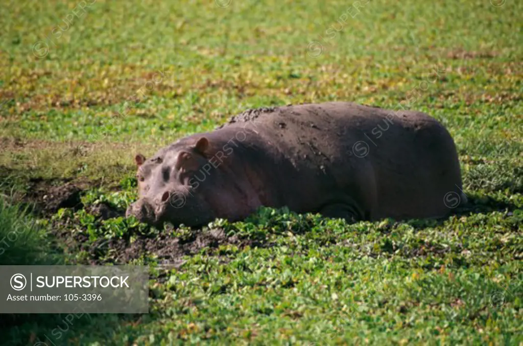 Hippopotamus Masai Mara Game Reserve Kenya