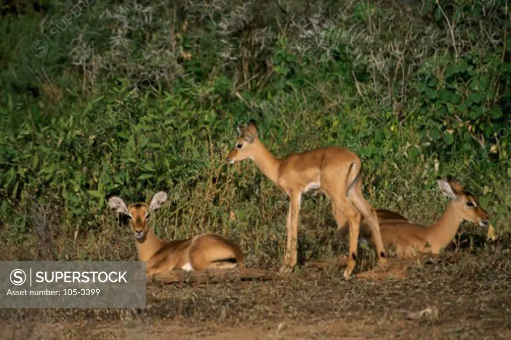 Impalas Samburu Game Reserve Kenya