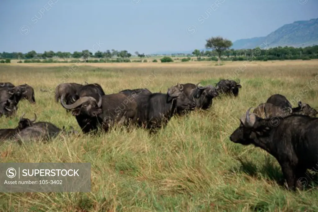 Cape Buffalo Masai Mara Game Reserve Kenya