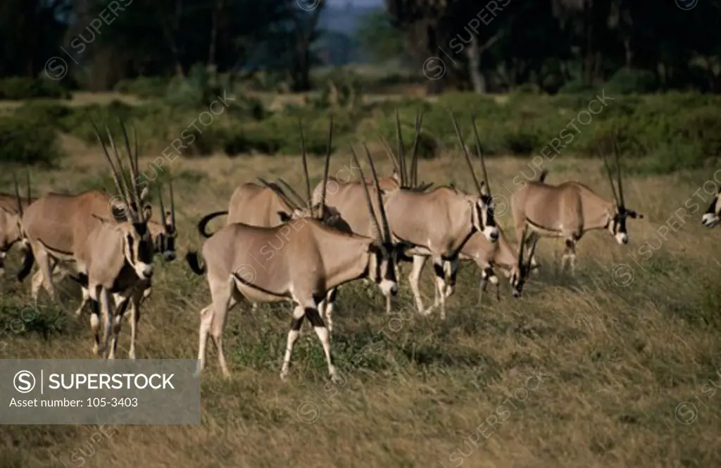 Beisa Oryx Samburu Game Reserve Kenya