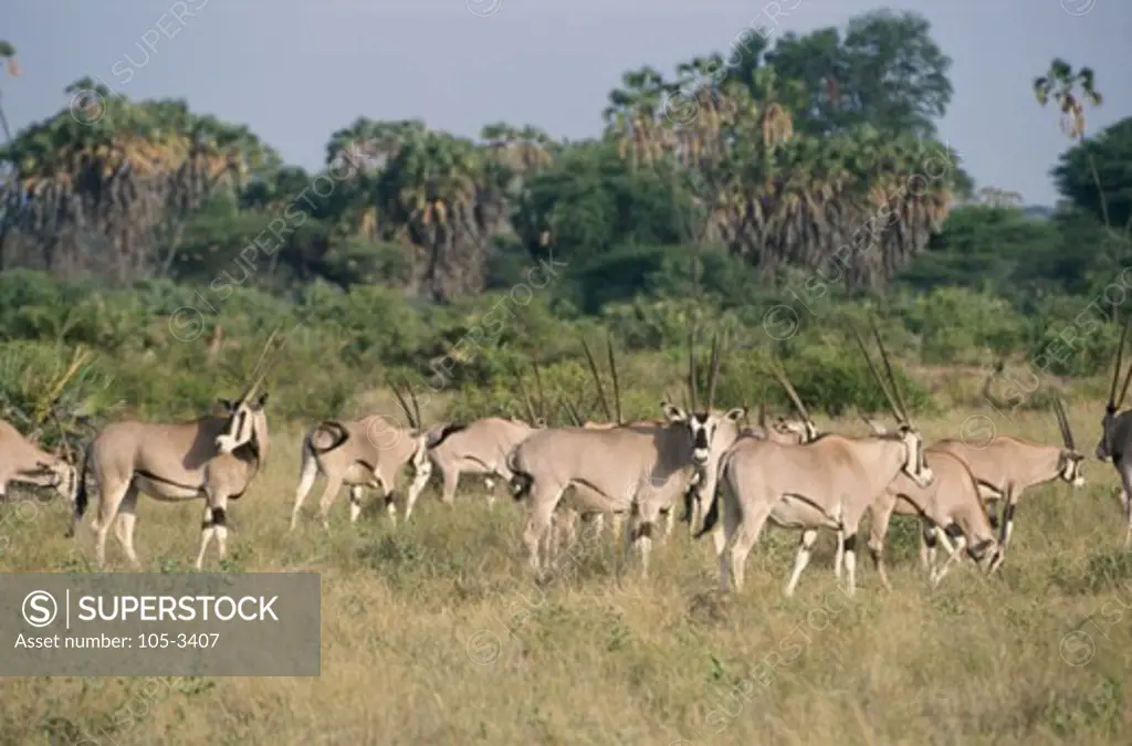 Beisa Oryx Samburu Game Reserve Kenya