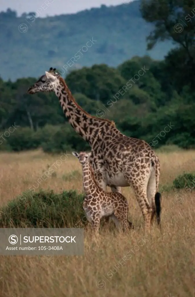 Masai Giraffes Masai Mara Game Reserve Kenya