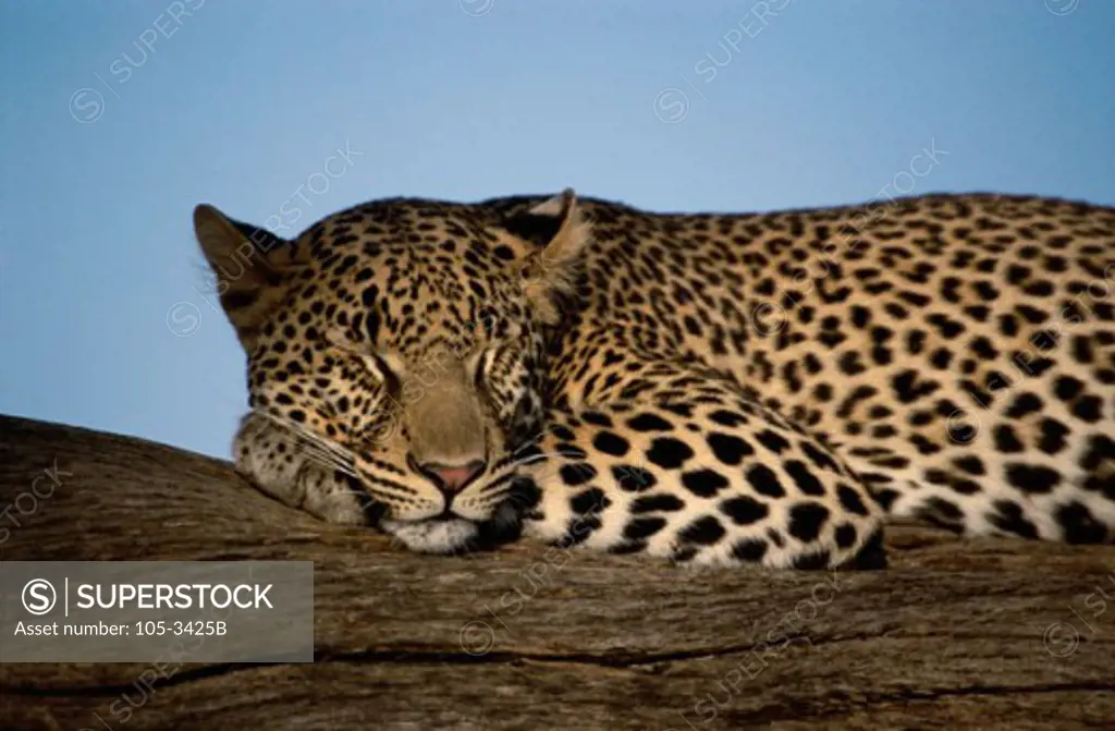 Leopard Samburu Game Reserve Kenya