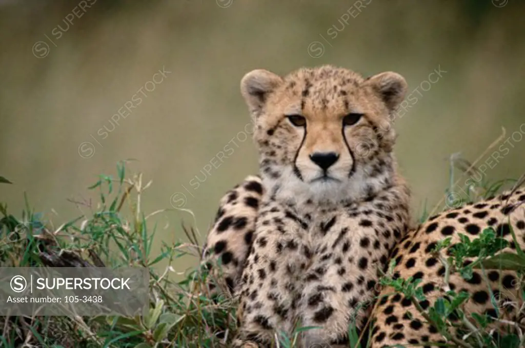 Cheetah Masai Mara Game Reserve Kenya