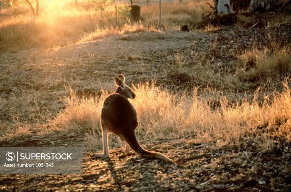 Red Kangaroo Northern Territory Australia