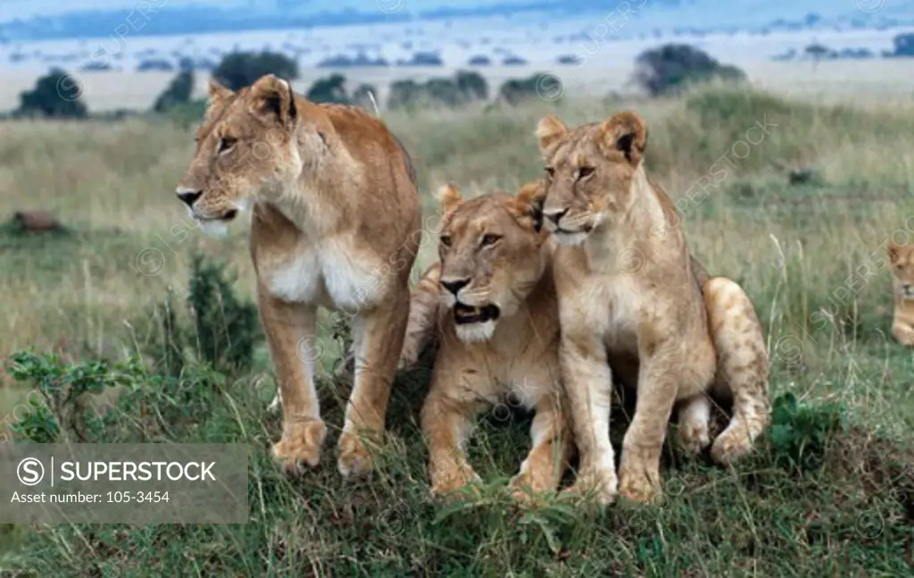 Lions Masai Mara Game Reserve Kenya