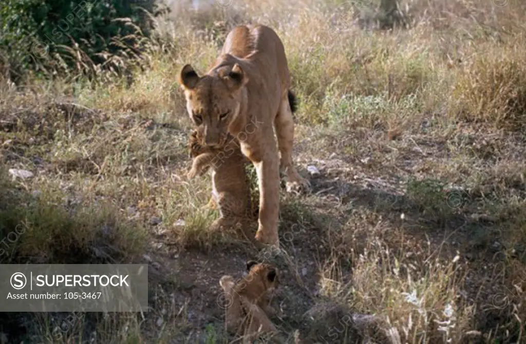 Lions Samburu Game Reserve Kenya