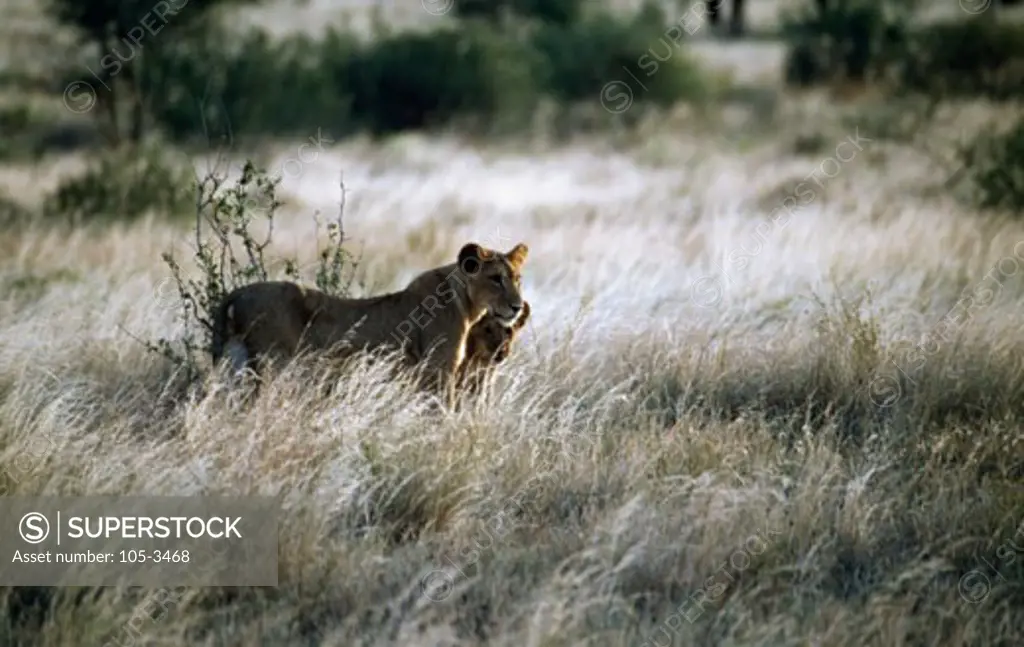 Lions Samburu Game Reserve Kenya