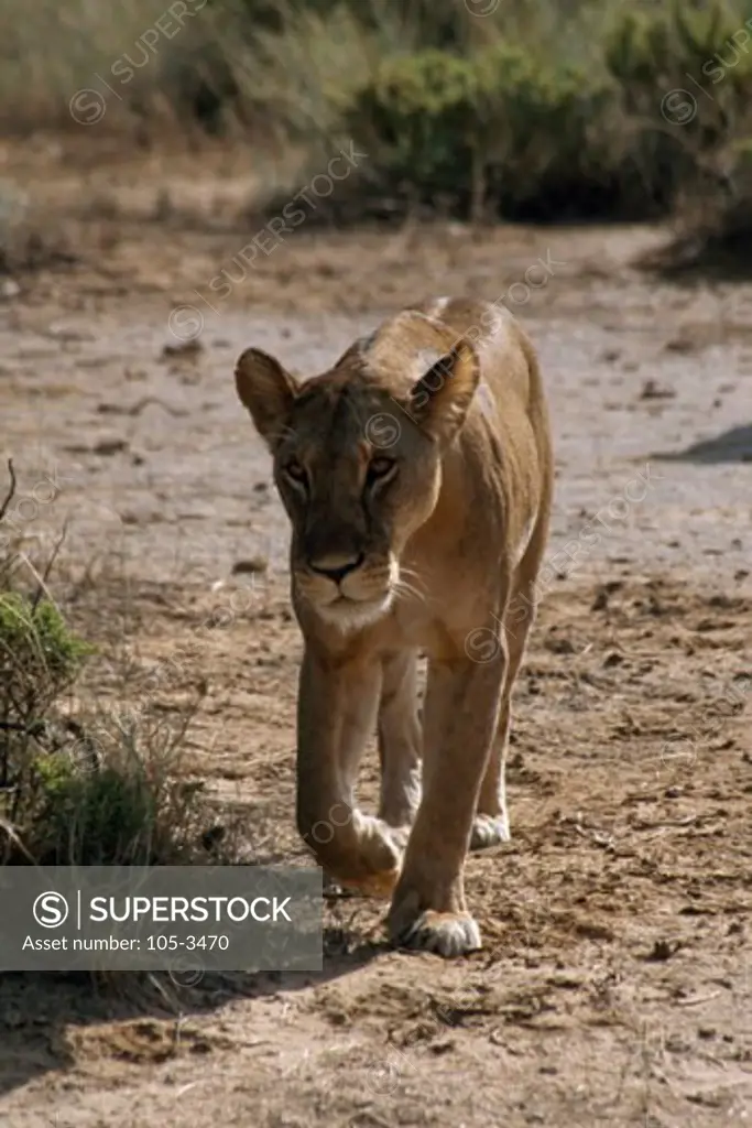 Lion Samburu Game Reserve Kenya