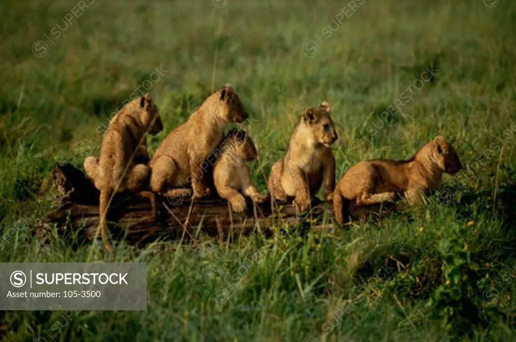 Lions Masai Mara Game Reserve Kenya