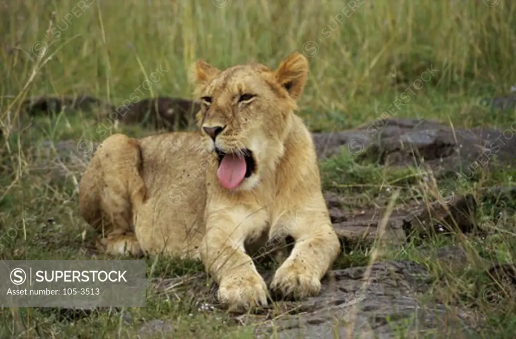 Lion Masai Mara Game Reserve Kenya
