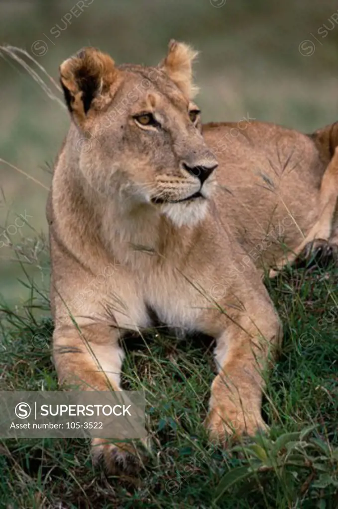 Lion Masai Mara Game Reserve Kenya