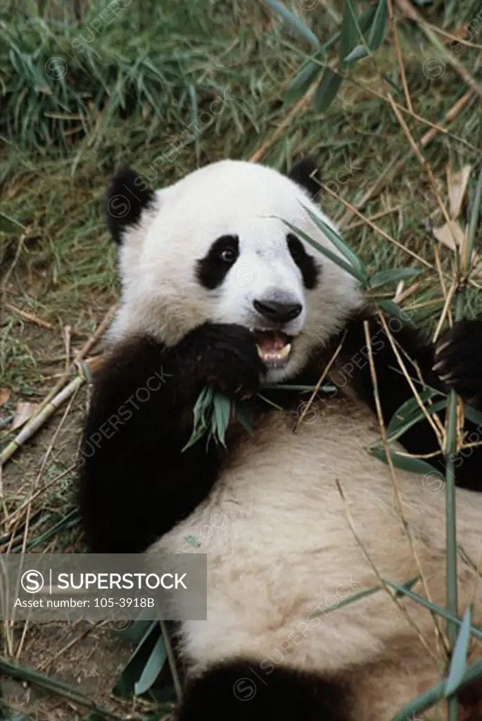 Giant Panda eating bamboo leaves (Ailuropoda melanoleuca)