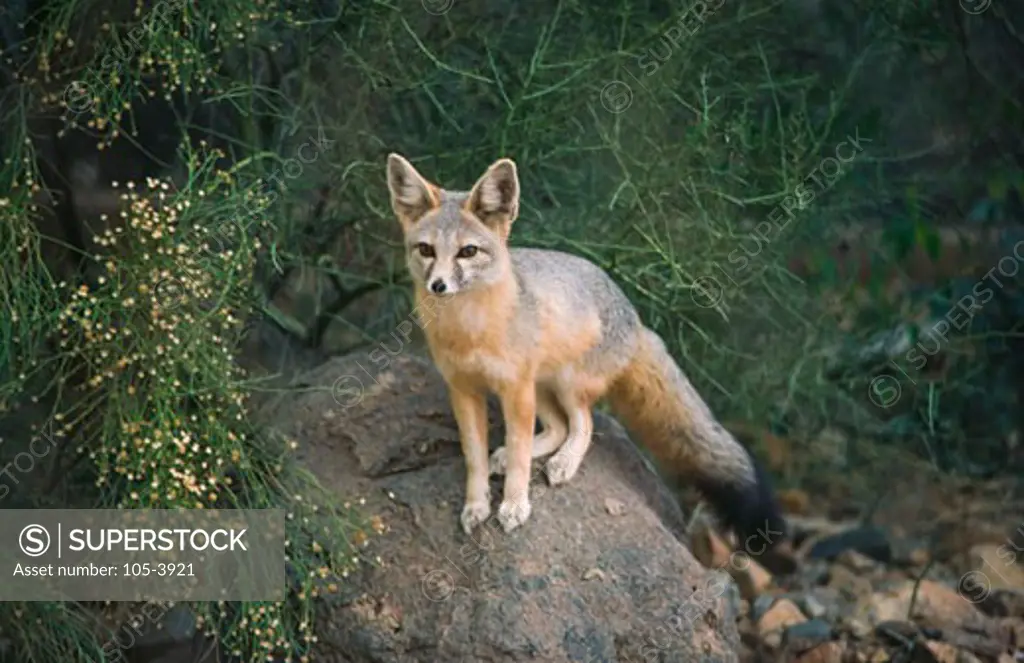 Gray fox (Urocyon cinereoargenteus) sitting on a rock