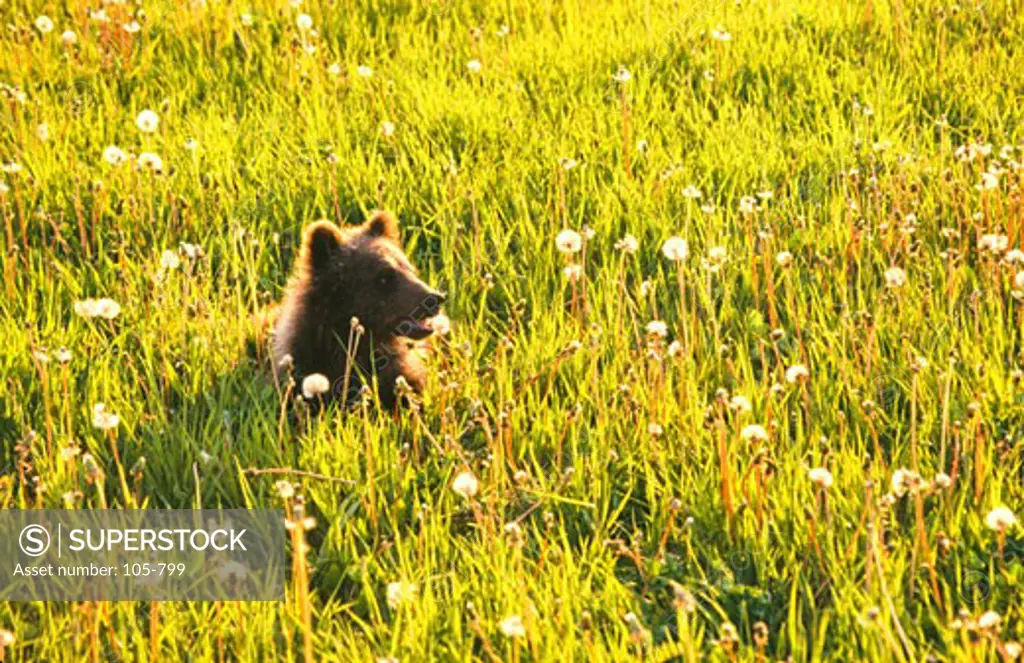 Grizzly bear cub (Ursus arctos horribilis) sitting in a field