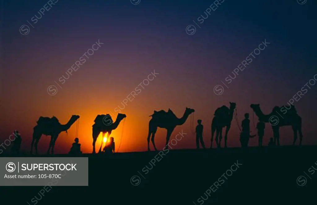 Silhouette of a group of people with camels, Rajasthan, India