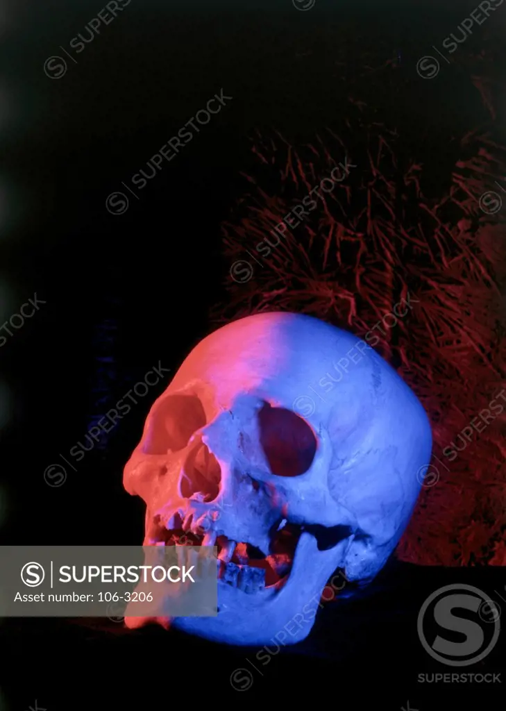 Close-up of a human skull