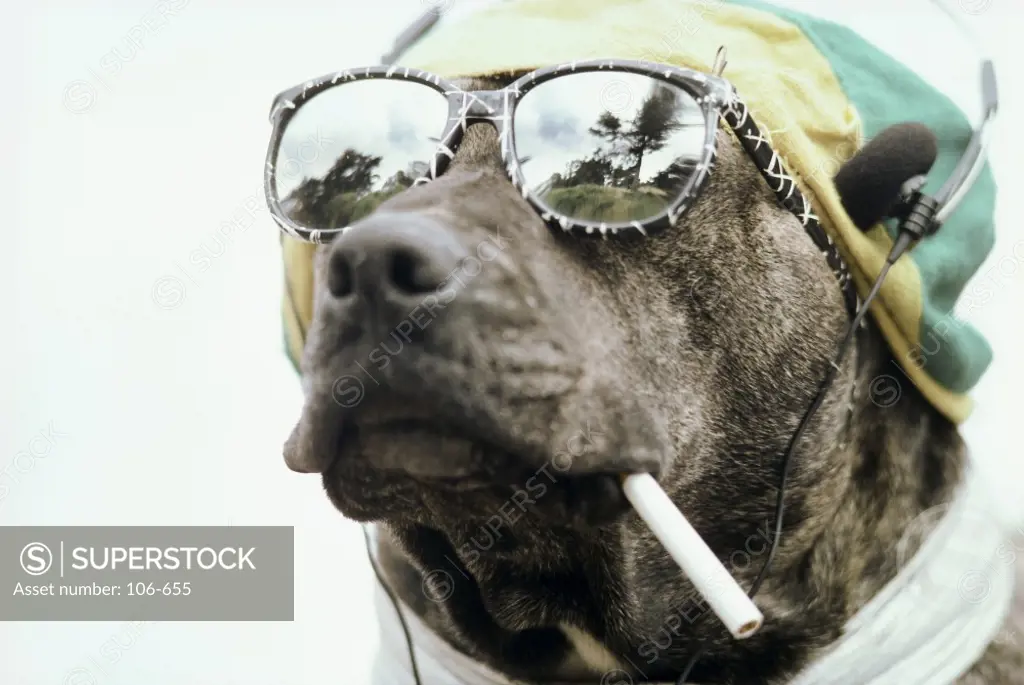 Close-up of a dog wearing headphones and sunglasses