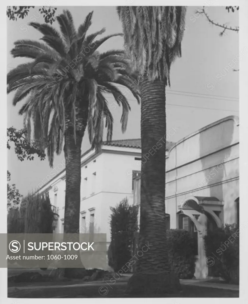 LARGE PALM TREES IN FRONT OF OBSERVATORIES' PASADENA OFFICE & SHOP BUILDINGS.