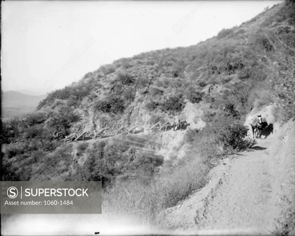 PACK TRAIN ASCENDING MT. WILSON TRAIL WITH LOAD OF LUMBER.