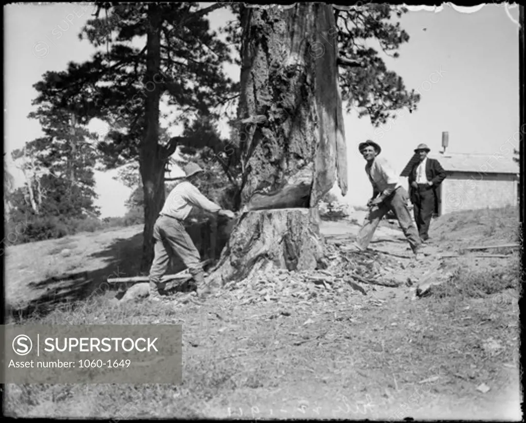 WORKERS CUTTING DOWN TREE AT 100-INCH TELESCOPE SITE.
