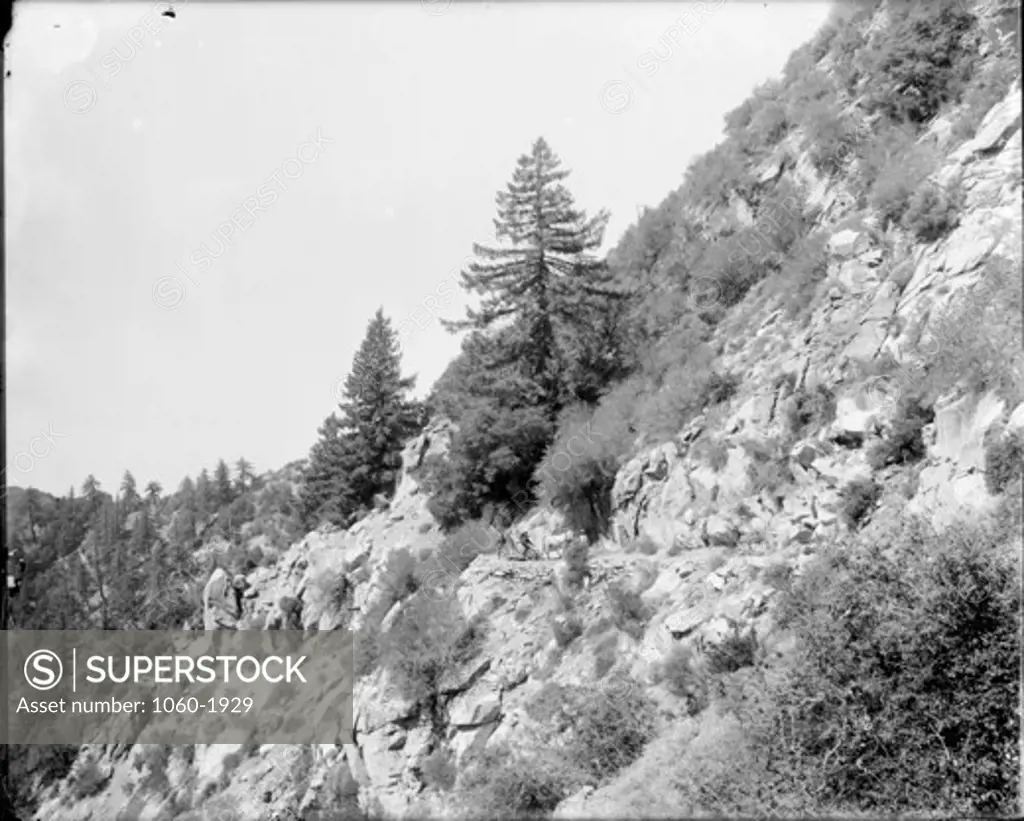 HORSE-DRAWN TRUCK ON SLOPE OF MT. HARVARD.