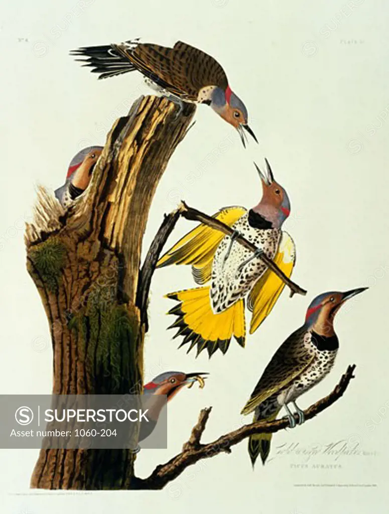 Gold-Winged Woodpecker 1827-38 John James Audubon (1785-1851 American) Colored engraving The Huntington Library, Art Collections, and Botanical Gardens, San Marino, California, USA