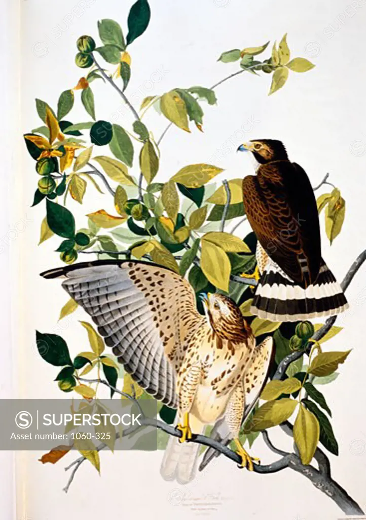 Broad-Winged Hawk 1827-38 John James Audubon (1785-1851 American) The Huntington Library, Art Collections, and Botanical Gardens, San Marino, California, USA