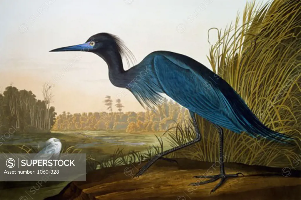 Blue Crane or Heron 1827-1838 John James Audubon (1785-1851 American) The Huntington Library, Art Collections, and Botanical Gardens, San Marino, California, USA