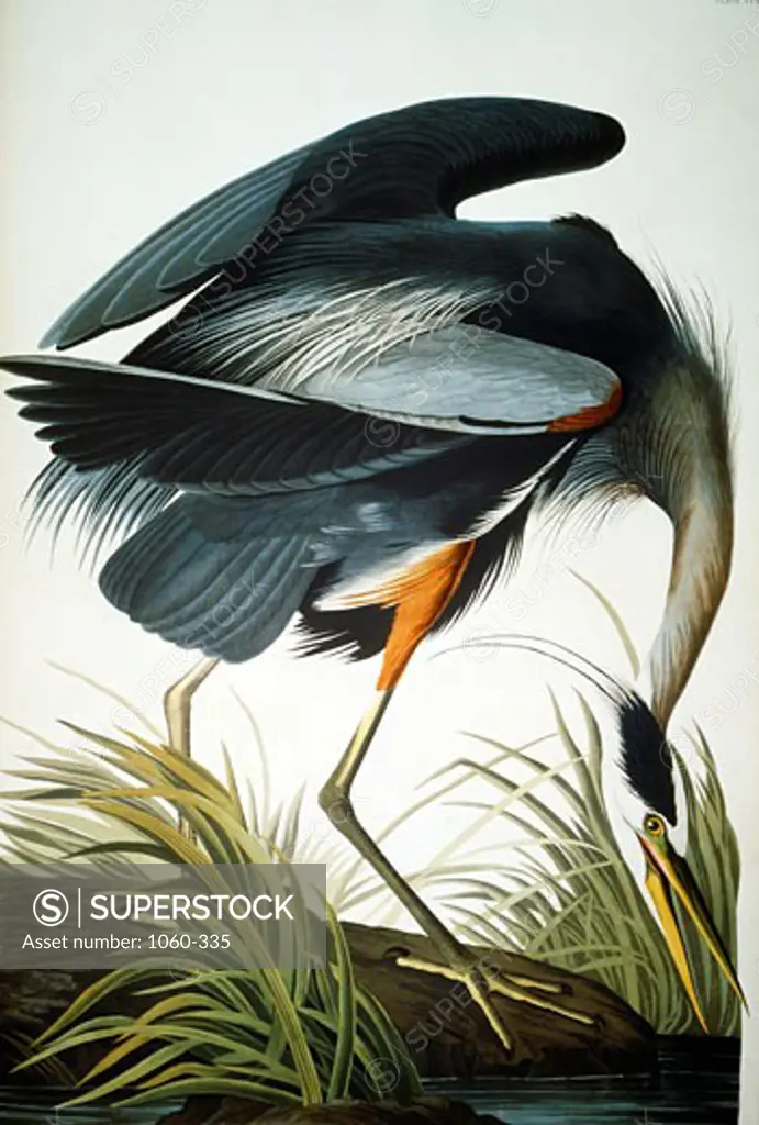Great Blue Heron 1827-1838 John James Audubon (1785-1851 American) The Huntington Library, Art Collections, and Botanical Gardens, San Marino, California, USA