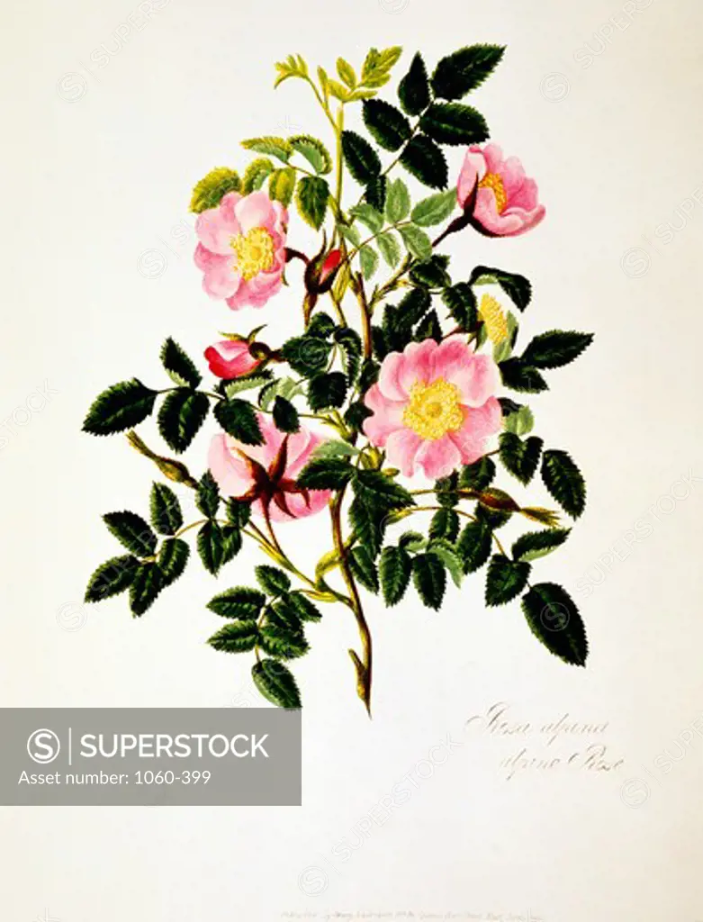 Alpine Rose 1799 Mary Lawrence (Op. 1794-1830 British) The Huntington-San Marino, California 