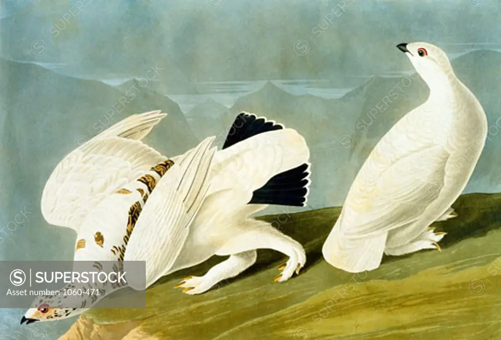 American Ptarmigan and White-Tailed Grous 1827-1838 John James Audubon (1785-1851 American) The Huntington - San Marino, California 