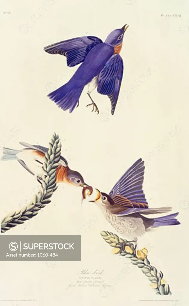 Bluebird 1827-1838 John James Audubon (1785-1851 American) The Huntington - San Marino, California