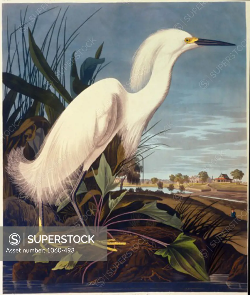 Snowy Heron or White Egret 1827-1838 John James Audubon (1785-1851 American) The Huntington - San Marino, California 