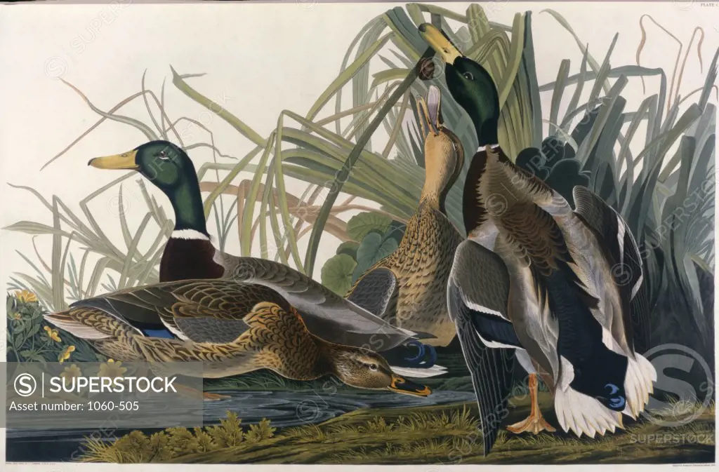 Mallard Duck 1827-1838 John James Audubon (1785-1851/American) Colored Engraving The Huntington Library, Art Collections, and Botanical Gardens, San Marino, California, USA