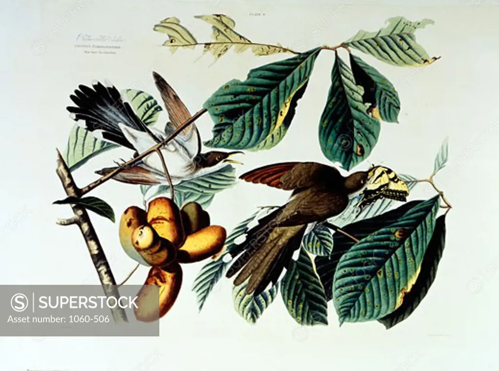 Yellow-Billed Cuckoo 1827-1838 John James Audubon (1785-1851 American) The Huntington - San Marino, California 