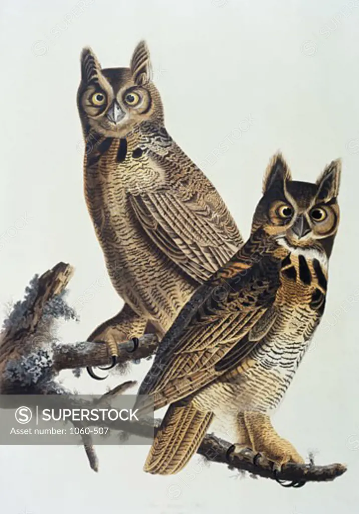 Great-Horned Owl 1827-1838 John James Audubon (1785-1851 American) The Huntington - San Marino, California 