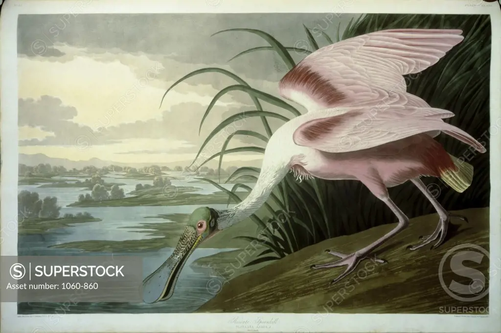 Roseate Spoonbill Plate from The Birds of America 1827-1838 John James Audubon (1785-1851/American) Colored Engraving The Huntington Library, Art Collections and Botanical Gardens, San Marino, California   