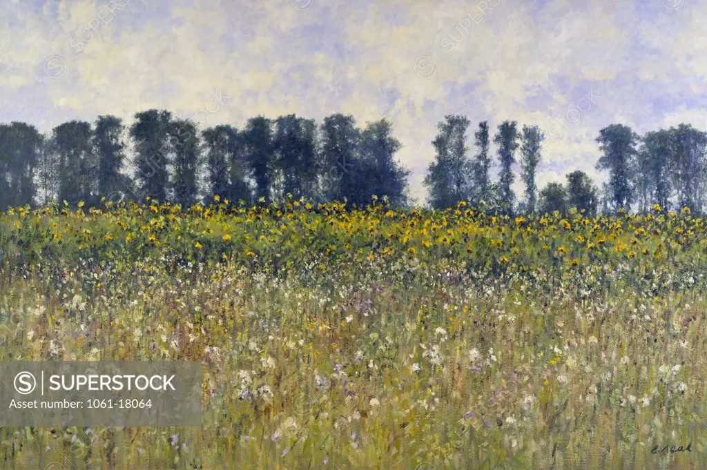 UK,  Gloucestershire,  Edgeworth,  Field of Sunflowers by Charles Neal,  oil on canvas,  (b.1951)