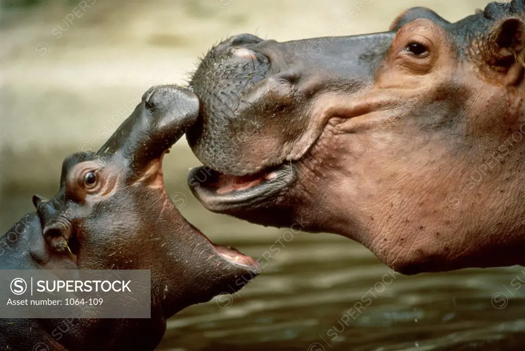 Side profile of a hippopotamus with its calf