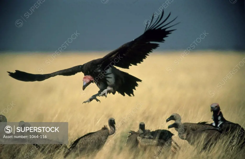 Turkey Vulture and Black Vultures