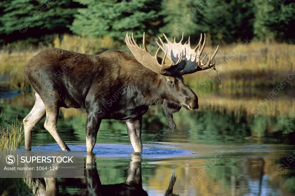 View of a moose crossing a creek
